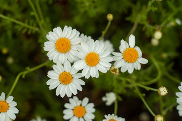 Obraz premium Wild Chamomile flower close-up with blurred background photography