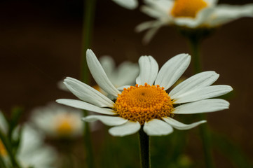 Obraz premium Wild Chamomile flower close-up with blurred background photography