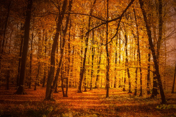 Autumn forest in sunset light. Beautiful nature background.