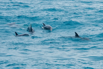Bottlenose dolphin photographed in Vitoria, Capital of Espirito Santo. Southeast of Brazil. Atlantic Ocean. Picture made in 2019.