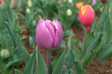 Naklejka premium Blooming Tulips during Spring Time