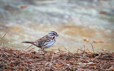 Common House sparrow looking for food in grass.