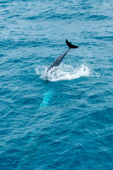 Naklejka premium Humpback Whale photographed in Vitoria, Capital of Espirito Santo. Southeast of Brazil. Atlantic Ocean. Picture made in 2019.