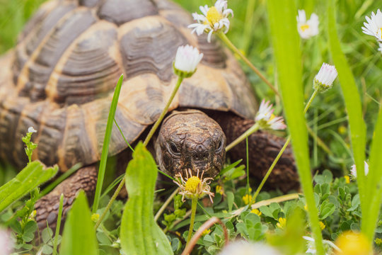 Griechische Landschildkröte beim Essen im Gras