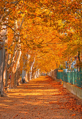 Plakat Nice trees in autumn at lake Balaton, Hungary