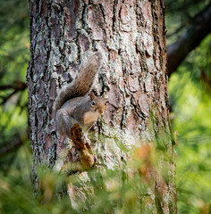 Naklejka na ściany i meble Grey Squirrel on pine tree at Lake Acworth in Georgia.