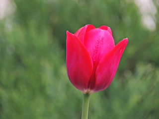 red tulip in the garden