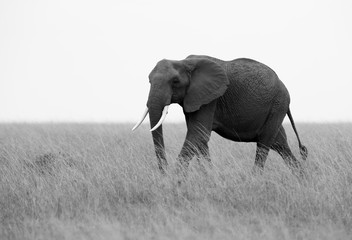 Naklejka premium African elephant in the Masaai Mara grassland, Kenya