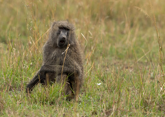 Portrait of a  Wild Baboon sitting on the grasses at Masai Mara, kenya