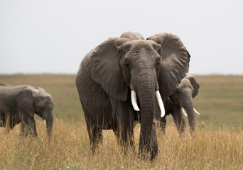 African elephants in its habitat, Masaai Mara, Kenya