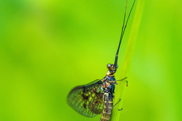 Green Drake Mayfly Ephemera danica male in spring with greengrass field background