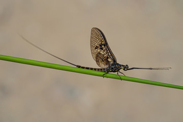 Green Drake Mayfly Ephemera Danica male in spring with a neutral background