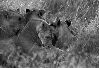 A pride of Lions during morning hours in Savanah, Masai Mara, Kenya