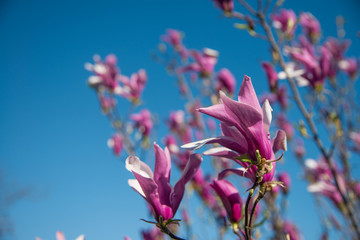 Magnolia in bloom with blue sky in the background