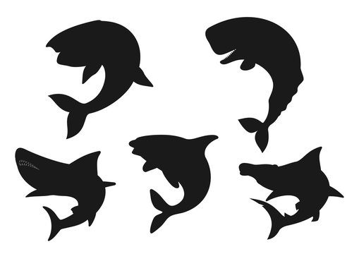 Whale, shark and orca black silhouettes of sea animals. Vector blue, killer and sperm whales, hammerhead shark and cachalot, marine mammal predators of underwater wildlife, zoo and aquarium design