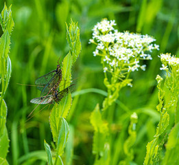 Green Drake Mayfly Ephemera danica male in spring with greengrass field background