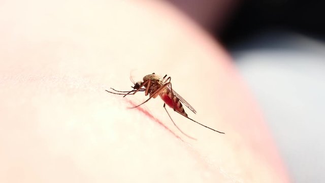 Mosquito eats blood on human skin. The concept of blood-sucking insects common in spring and summer. Macro 