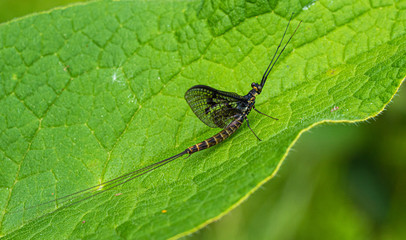 Green Drake Mayfly Ephemera danica male in spring with greengrass field background