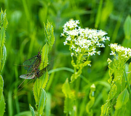 Green Drake Mayfly Ephemera danica male in spring with greengrass field background