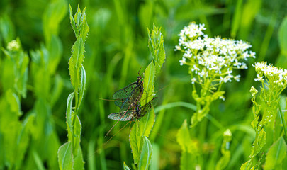 Green Drake Mayfly Ephemera danica male in spring with greengrass field background