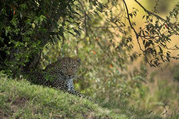 Leopard relaxing in the shade of  bushes, Masai Mara.