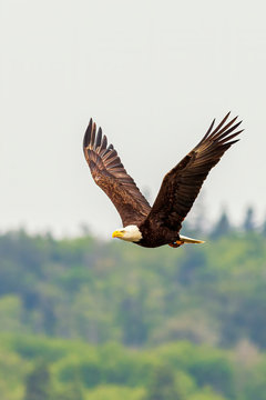Bald Eagle flies low over the ocean looking for salmon