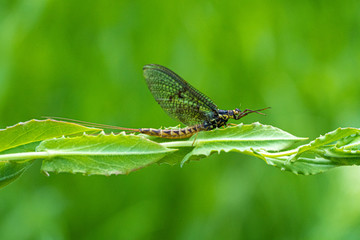 Green Drake Mayfly Ephemera danica male in spring with greengrass field background