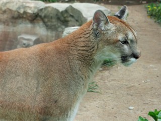 Puma on the background of the zoo aviary.