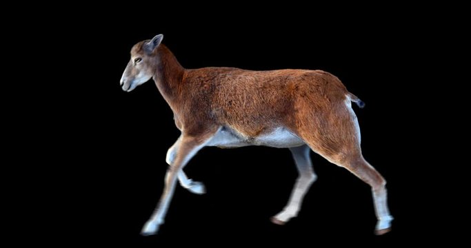 Isolated mouflon female running realistic animation. Isolated animal video including alpha channel allows to add background in post-production. Element for visual effects.