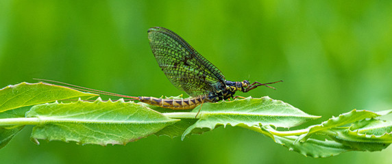 Green Drake Mayfly Ephemera danica male in spring with greengrass field background