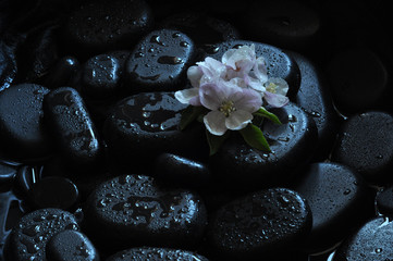 spa still life with stones and orchid