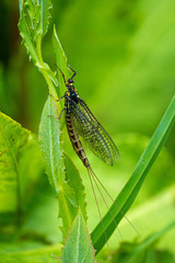 Green Drake Mayfly Ephemera danica male in spring with greengrass field background