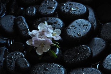 spa still life with stones and orchid