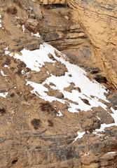 Camouflaged Snowleopard and Cubs relaxing on the cliff near Kibber village, Spiti valley of Himachal Pradesh, India