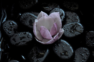 spa still life with stones and orchid