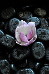 spa still life with stones and orchid