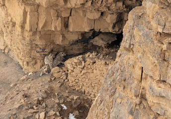 Snow leopards pair mating near a cave at Kibber, Spiti valley of Himachal Pradesh, India