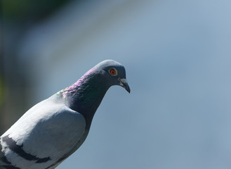 feral pigeon perched close up