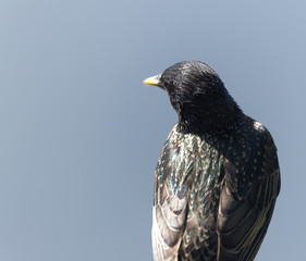 adult starling perched close up