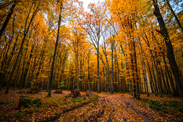 Fototapeta premium Autumn forest. Beautiful nature background.