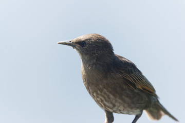 Fototapeta premium juvenile starling close up perched