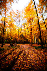 Autumn forest. Beautiful nature background.