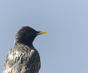 adult starling perched close up