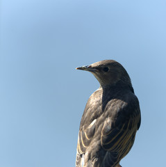 juvenile starling close up perched