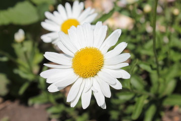 Fototapeta premium White camomile grows in a flower bed in the park.