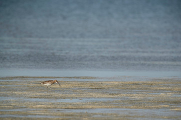 Eurasian curlew feeding at Busiateen coast, Bahrain