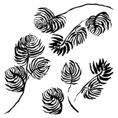 Set of large palm leaves. Isolated graphic sketches of 4 leaves of palm. Hand drawn black leaf on white background. Tropic, spring, summer, love, sun, design, decoration, print, wedding, fashion