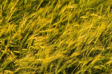 Weizenfeld bei Abendrot 