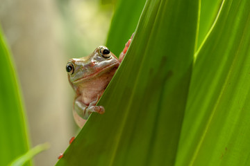 Australian green tree frog playing in the bush