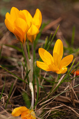 yellow crocuses growing out of the ground